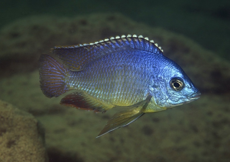 Protomelas taeniolatus 'Boadzulu Island'